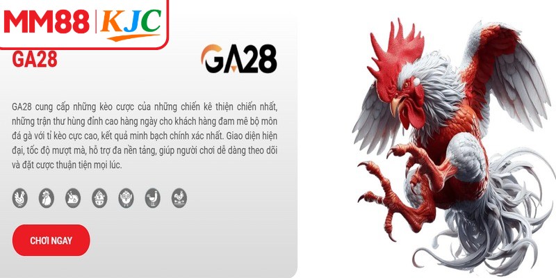Những trận đấu đá gà MM88 luôn chứa đựng nhiều yếu tố bất ngờ