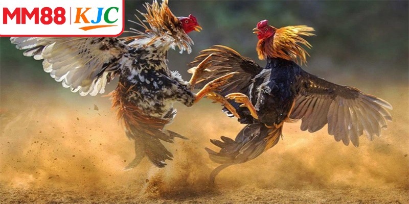 GA28 với các trận đấu gà chọi được phát sóng trực tiếp với nhiều hình thức thi đấu