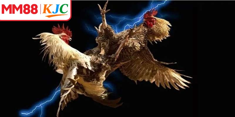 Đá gà trực tuyến cho phép người chơi theo dõi các trận đấu theo thời gian thực