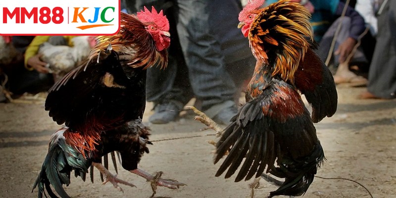 GA28 được đầu tư hệ thống máy chủ hiện đại nhằm đảm bảo tốc độ truy cập nhanh