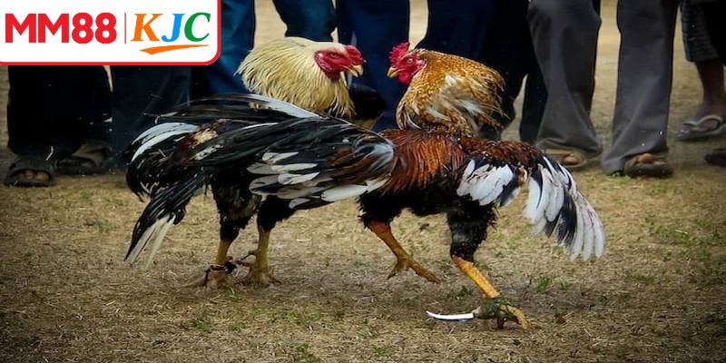 Đá gà cựa dao nổi bật với tốc độ thi đấu nhanh và những pha ra đòn quyết liệt