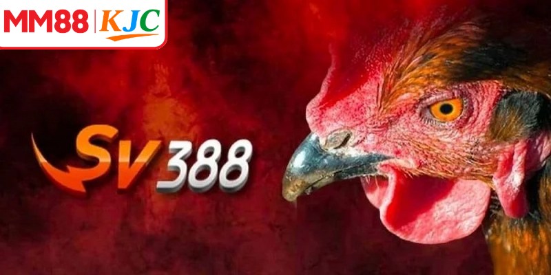 SV388 sở hữu hệ thống phát sóng chất lượng cao và trải nghiệm ổn định