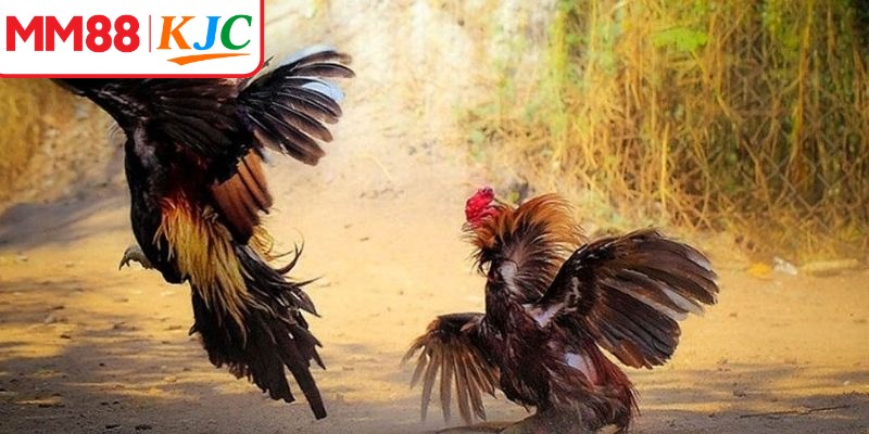 Đá gà cựa dao nổi bật nhờ tính cạnh tranh cao và diễn biến khó lường