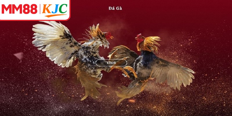 WS là sảnh đá gà trực tuyến chuyên cung cấp các trận đấu chất lượng cao